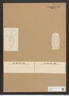 Navicula valida Cleve et Grun. (de-Toni-Nr.: Genus 1, Species 136) Zeichnungen Sammlung Grunow Nr. 414 (NHMW-BOT-W0366726)